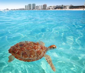 Green-sea-Turtle-Caribbean-sea-surface-Cancun-Mexico